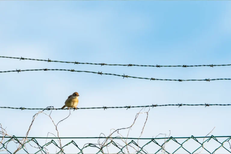 GI Barbed Wire-2 (1)