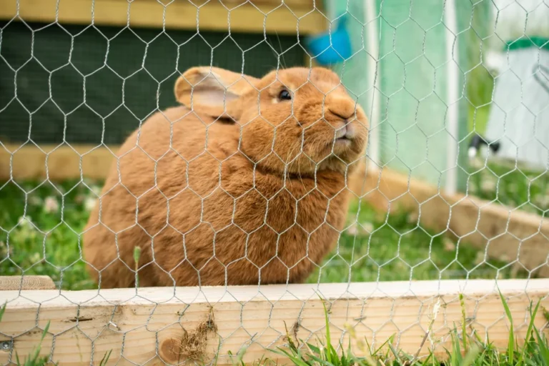 Hexagonal Wire Mesh-4