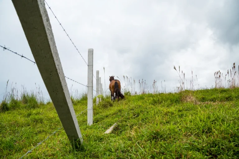 RCC Fencing Pole-4